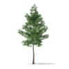 3d Scots Pine Tree