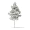 3d Scots Pine Tree