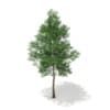 3d Scots Pine Tree