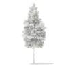 Scots Pine Tree