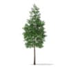 Scots Pine Tree
