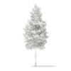 Scots Pine Tree