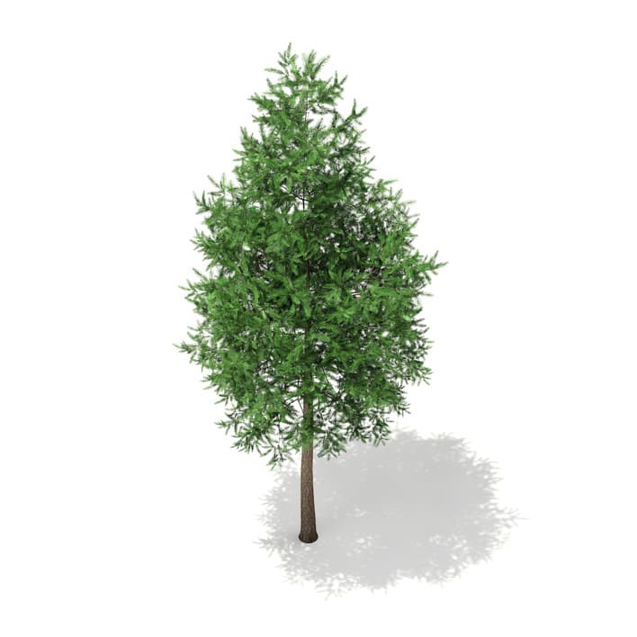 Scots Pine Tree