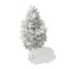 Scots Pine Tree