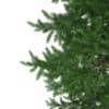 Scots Pine Tree