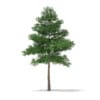 CGAxis Models Volume 69 Trees VIII - Image 4