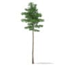 CGAxis Models Volume 69 Trees VIII - Image 6