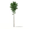 CGAxis Models Volume 69 Trees VIII - Image 7
