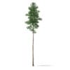 CGAxis Models Volume 69 Trees VIII - Image 8