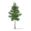 CGAxis Models Volume 69 Trees VIII - Image 10