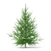 3d Norway Spruce