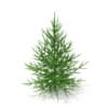 3d Norway Spruce