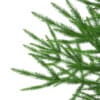 3d Norway Spruce
