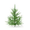 3d Norway Spruce