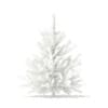 3d Norway Spruce