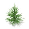 3d Norway Spruce