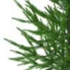 3d Norway Spruce