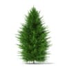 3d Norway Spruce