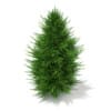 3d Norway Spruce