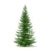 3d Norway Spruce