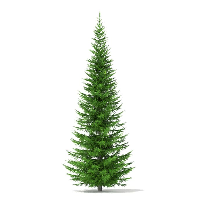 3d Norway Spruce