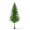3d Norway Spruce