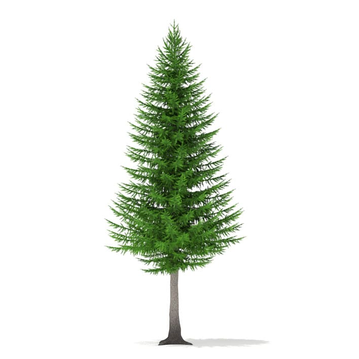 3d Norway Spruce