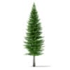 3d Norway Spruce