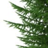 3d Norway Spruce