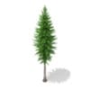 3d Norway Spruce