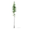 3d Norway Spruce