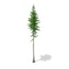 3d Norway Spruce