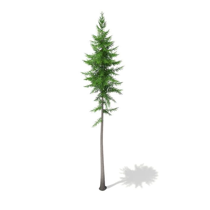3d Norway Spruce