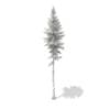 3d Norway Spruce