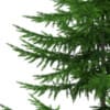 3d Norway Spruce