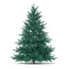 3d Blue Spruce