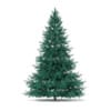 3d Blue Spruce