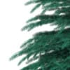 3d Blue Spruce