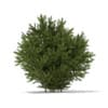 CGAxis Models Volume 69 Trees VIII - Image 27