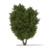 CGAxis Models Volume 69 Trees VIII - Image 28