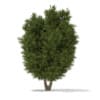 3d European Yew