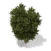 3d European Yew