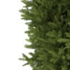 3d European Yew