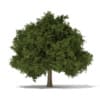 CGAxis Models Volume 69 Trees VIII - Image 29