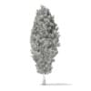 3d European Yew
