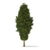 3d European Yew