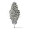 3d European Yew