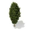 3d European Yew