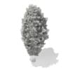 3d European Yew