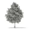 3d European Yew